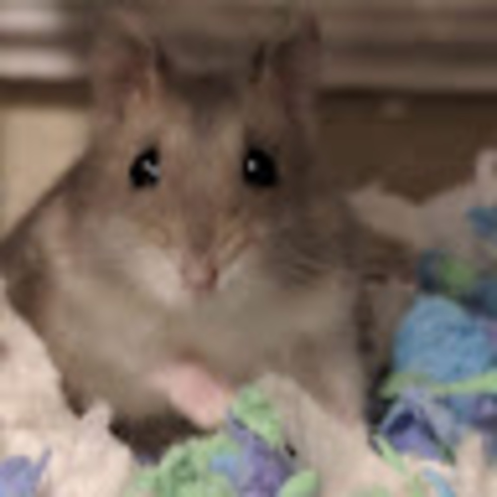 Meet your Posher, Zorenna